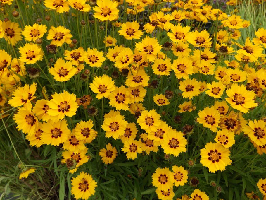 Кореопсис (ланцетовидный) желтый