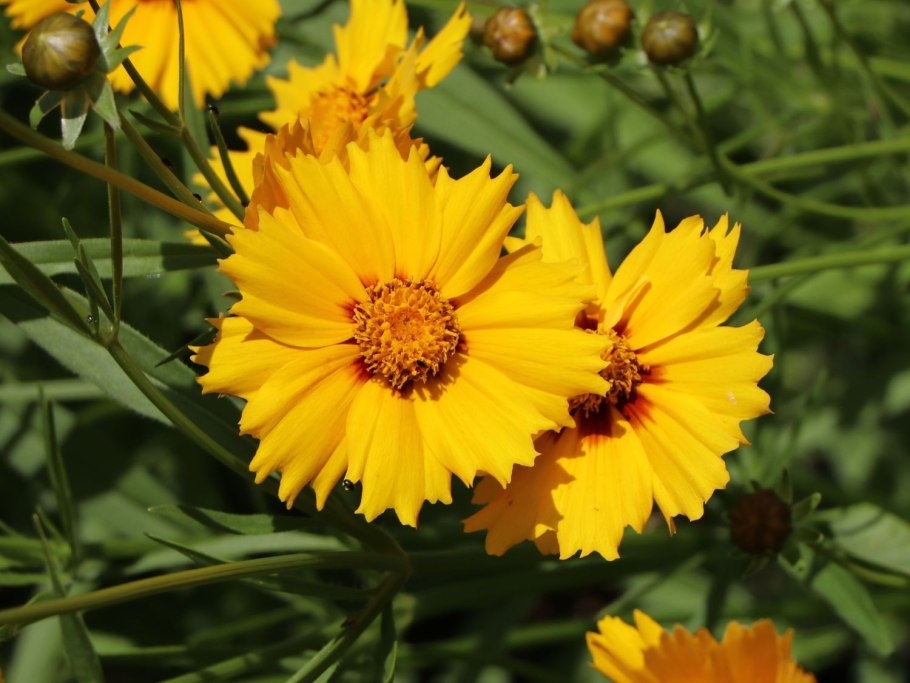 Кореопсис Лимончелло