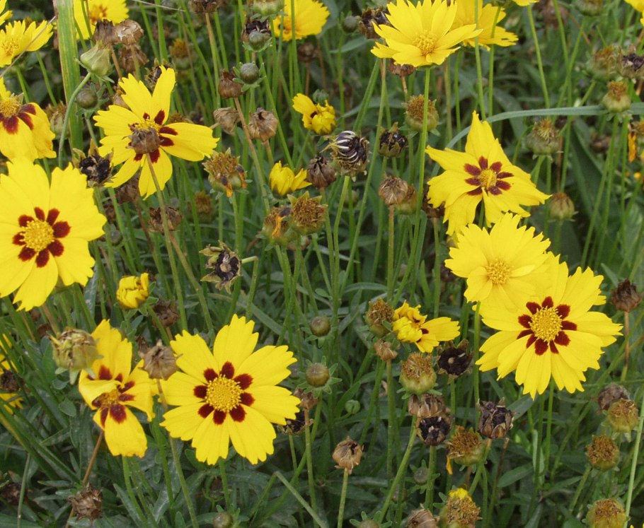 Кореопсис ланцетовидный Стенталер