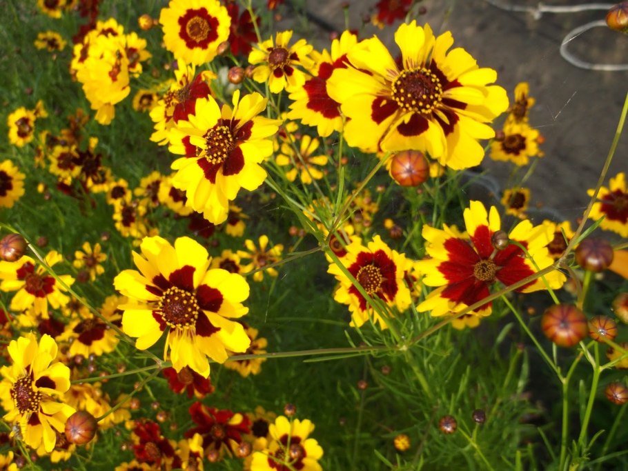 Кореопсис санбурст