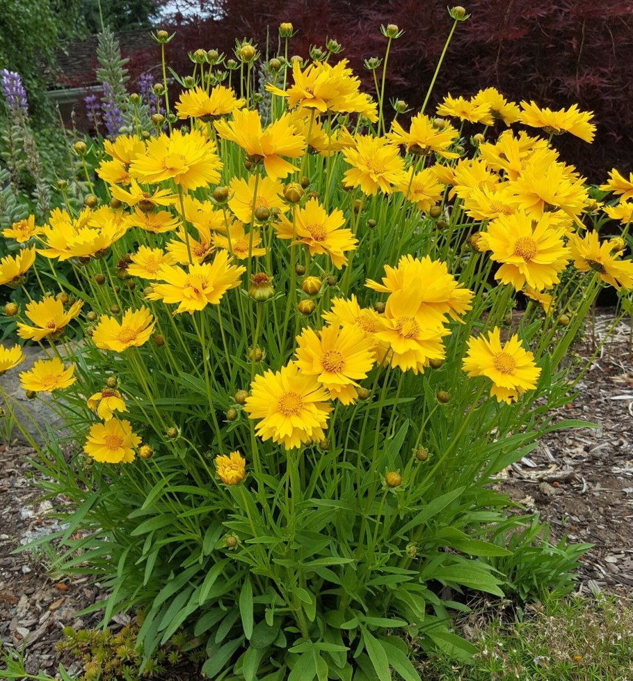 Coreopsis grandiflora