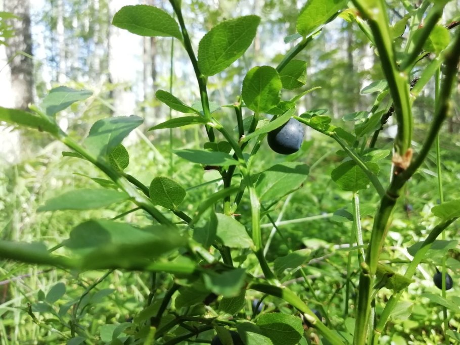 Ива Гмелина