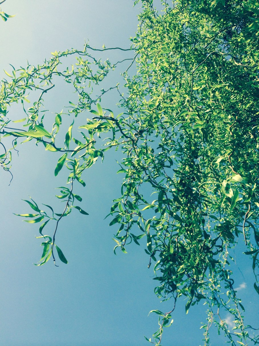 Ива копьевидная