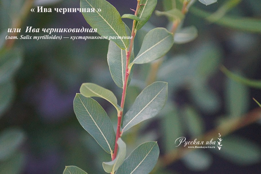 Ива кустарниковая шаровидная