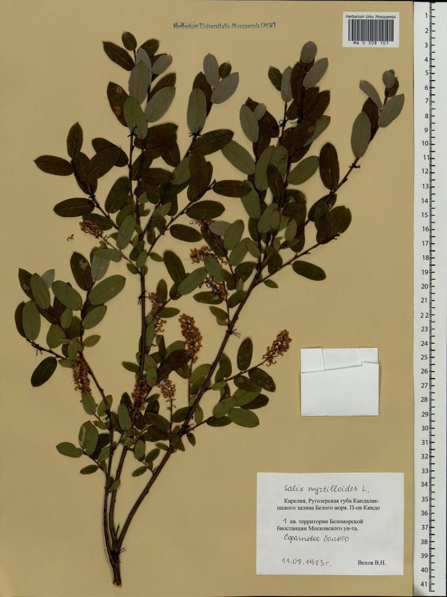 Ива швейцарская salix helvetica