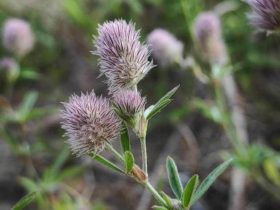 Ива Черничная это черника