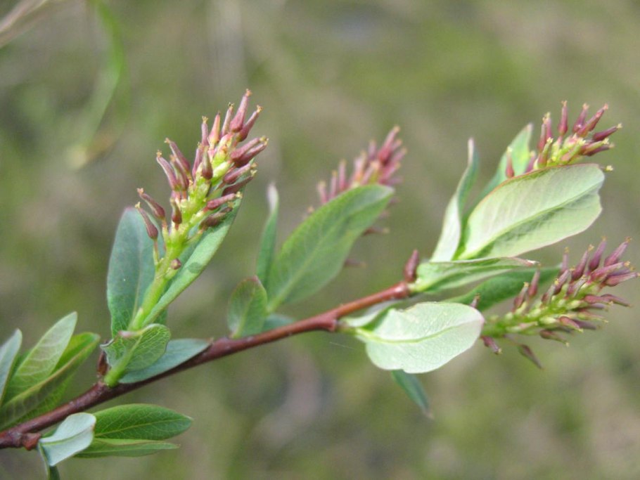 Ива Хаспергер