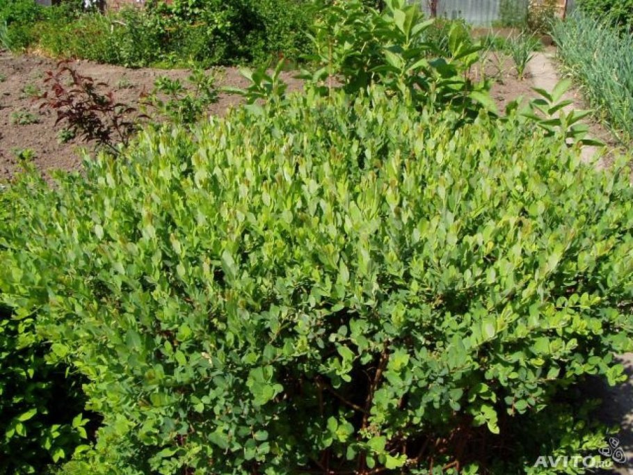 Ива черничнолистная