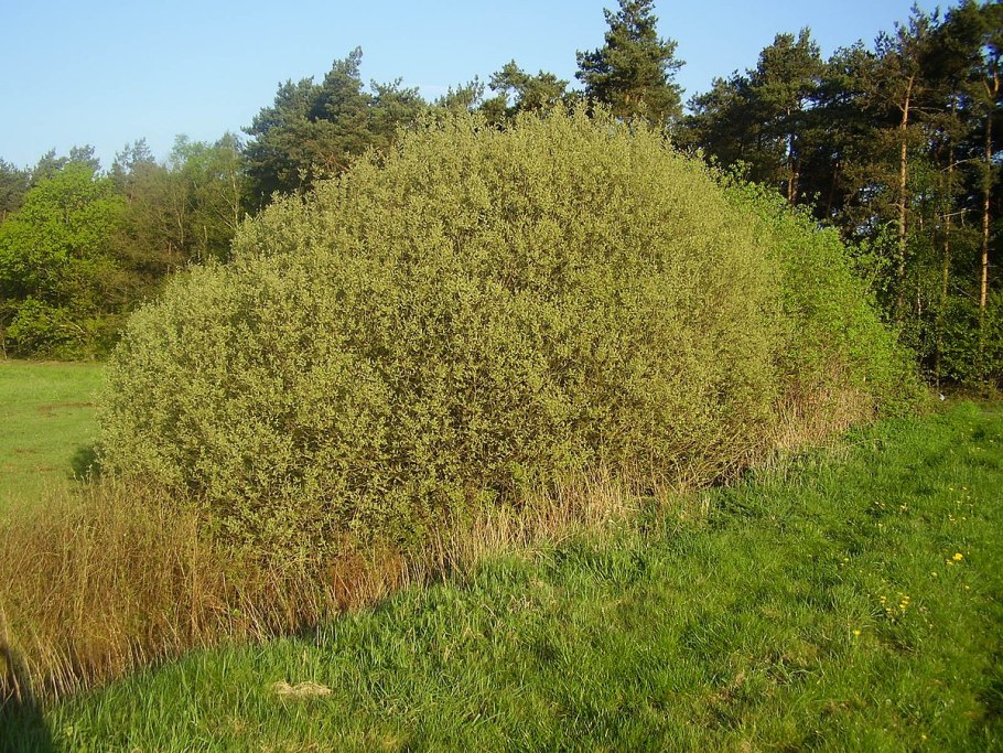 Ива пепельная salix cinerea