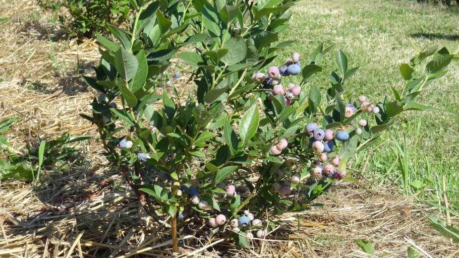 Голубика высокорослая денис блю