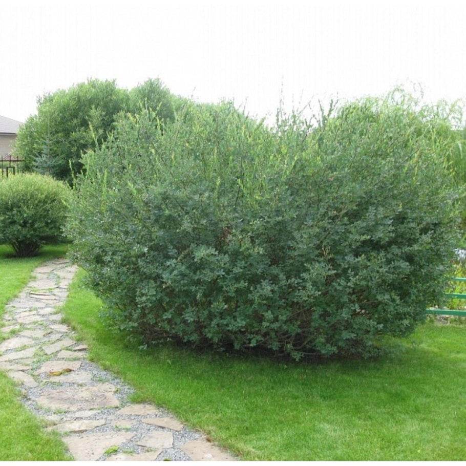 Ива черничная кустарник