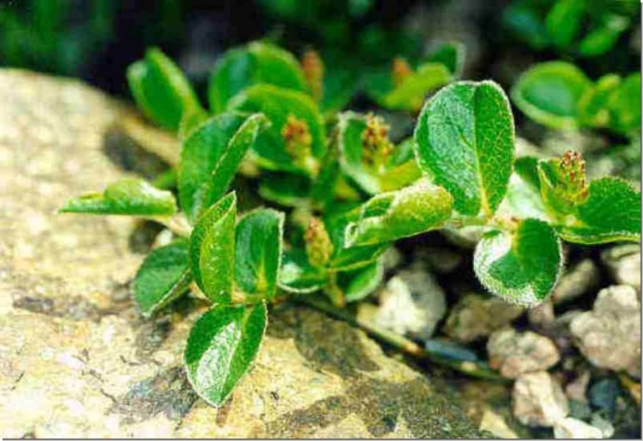 Одна чернича