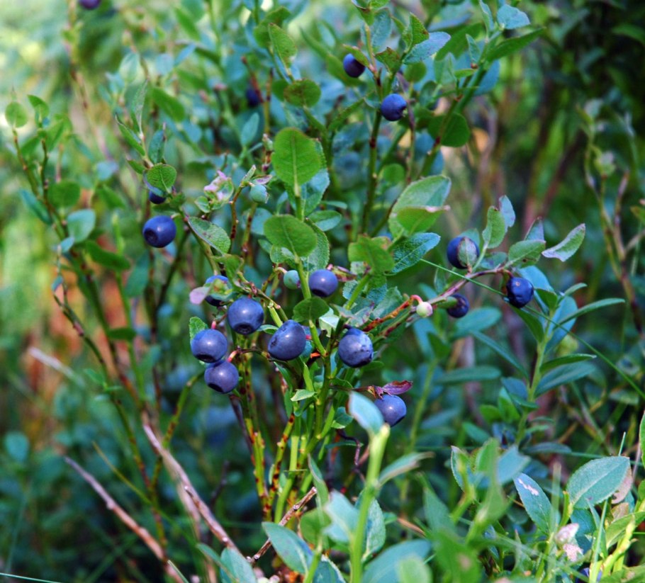 Ива черничнолистная