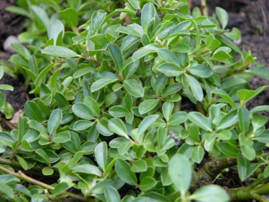 Ива волчниковая