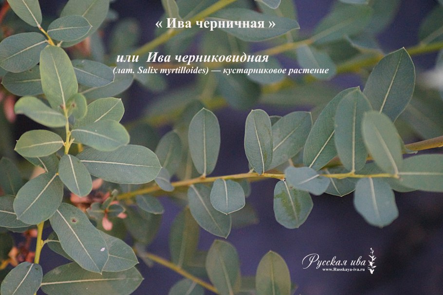 Черника Кавказская дерево