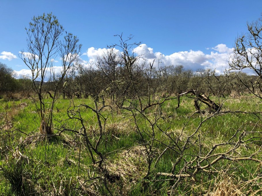 Ива Лапландская (лопарская)