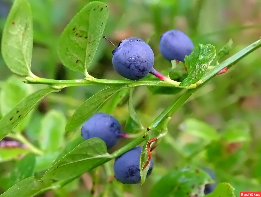 Ареал ивы круглолистной