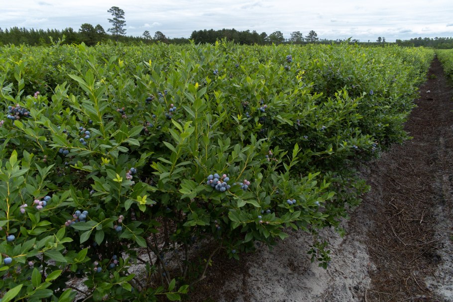 Ива гибридная Черничная