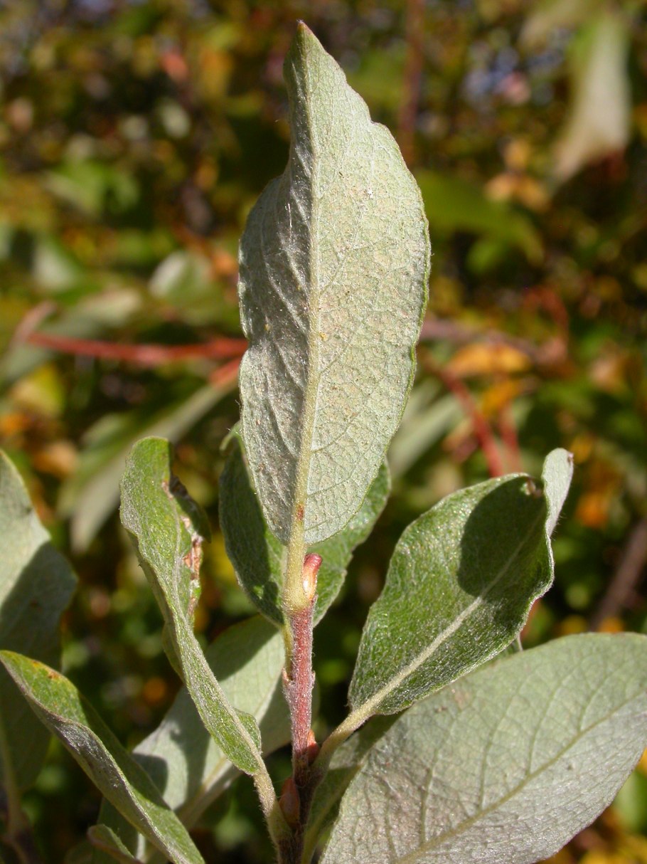 Salix bebbiana