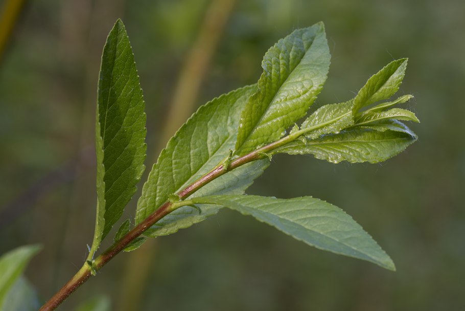 Salix myrsinifolia