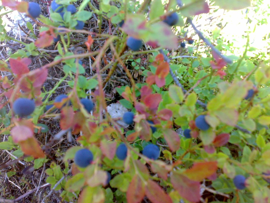 Ива карликовая Черничная