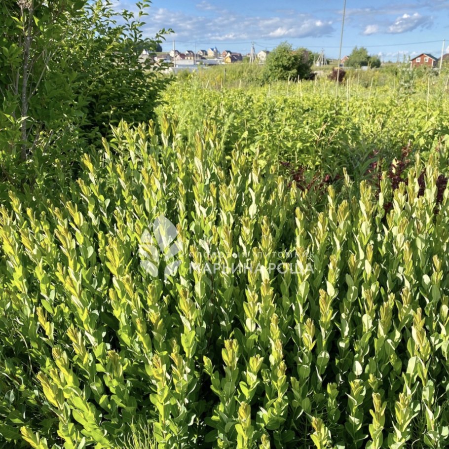 Ива черниковидная