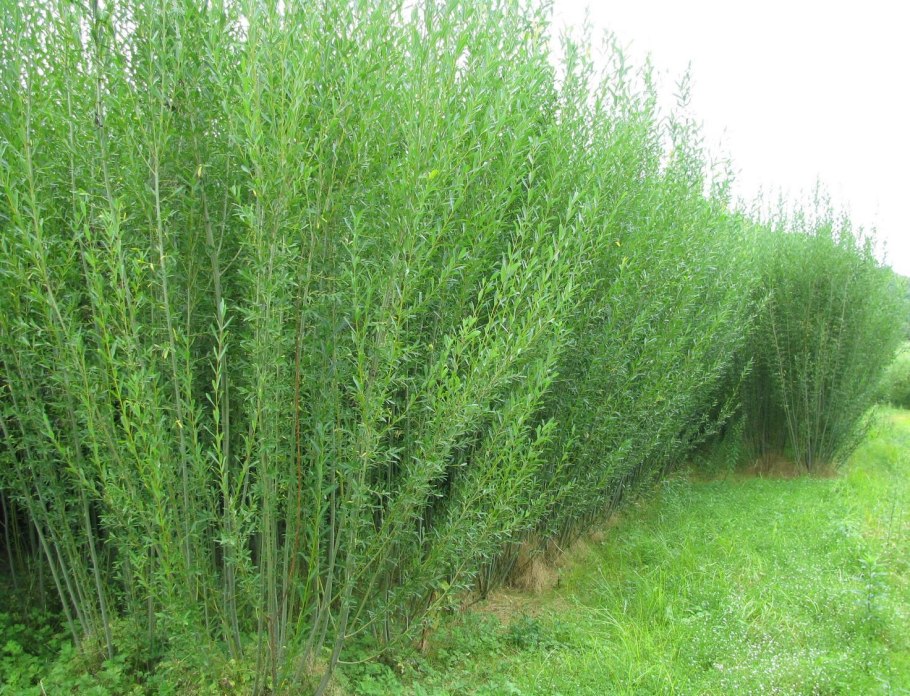 СЕБЕРОК кустарник дикий