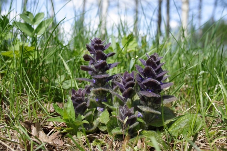 Живучка ползучая Блэк Скэллоп