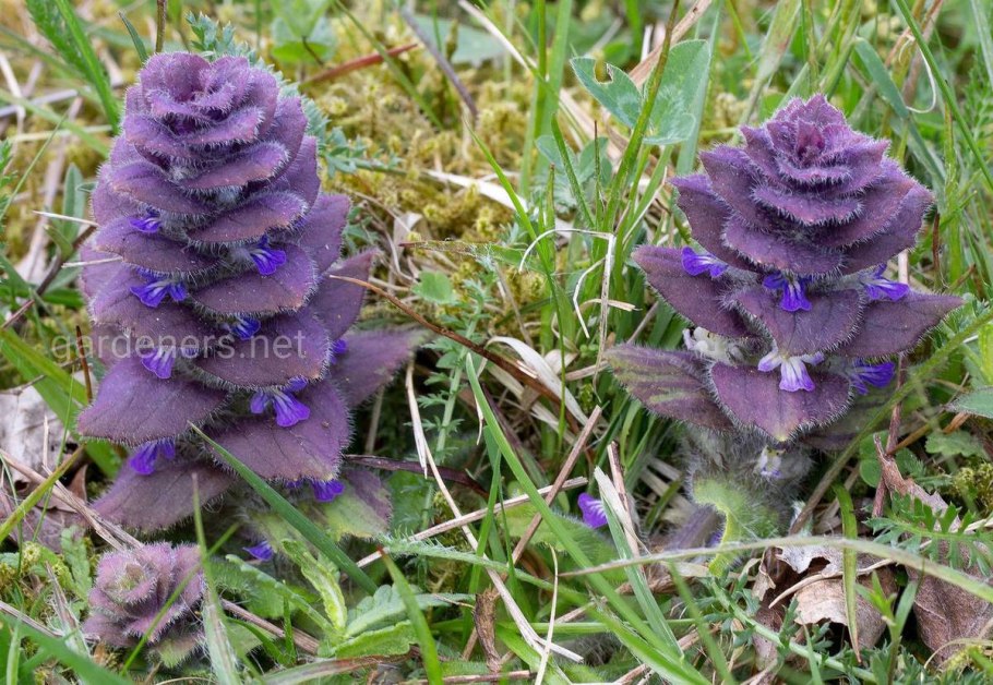 Живучка пирамидальная - Ajuga pyramidalis