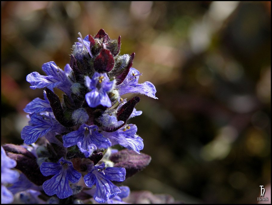 Живучка Ajuga pyramidalis