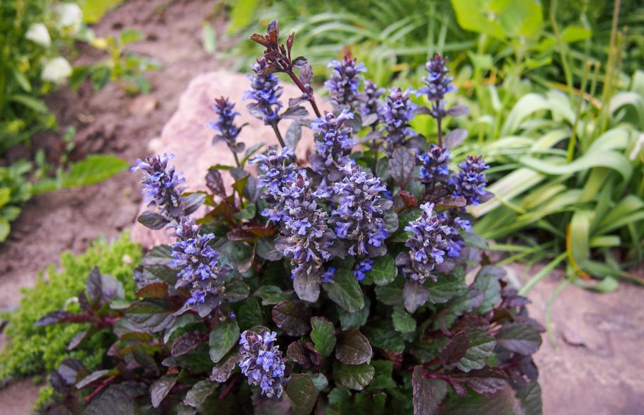 Живучка ползучая Blueberry Muffin