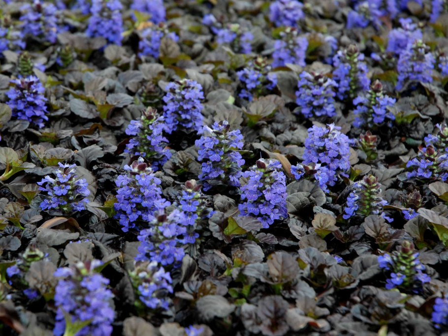 Ajuga pyramidalis l.