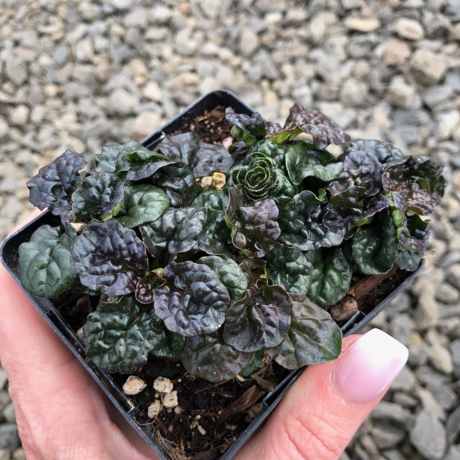 Аюга Metallica crispa