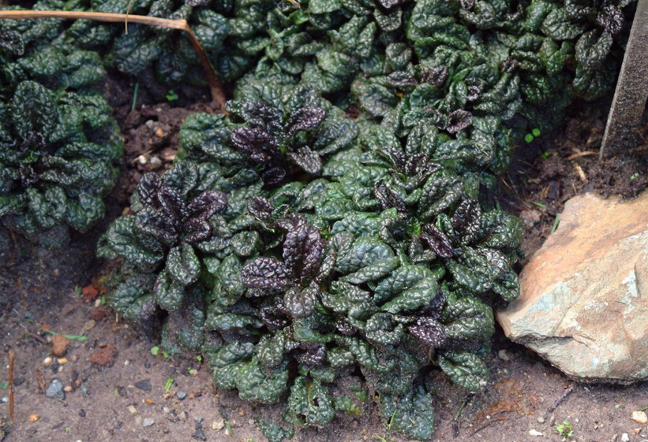 Живучка Туркестанская