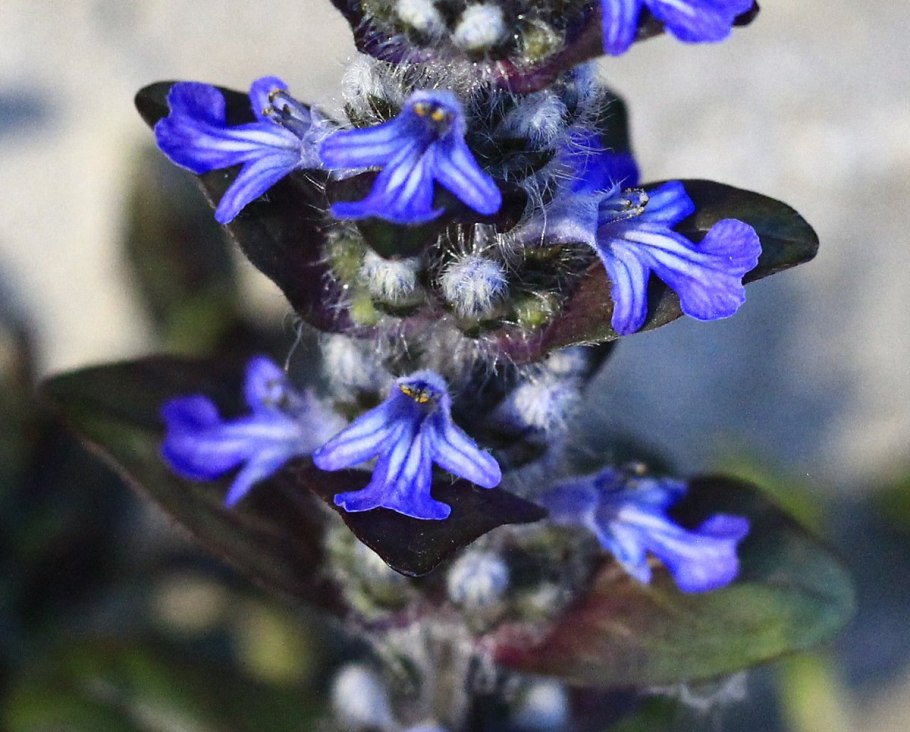 Живучка ползучая Лесная