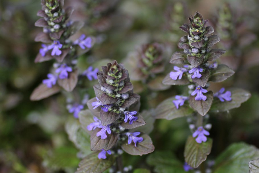 Живучка Metallica crispa