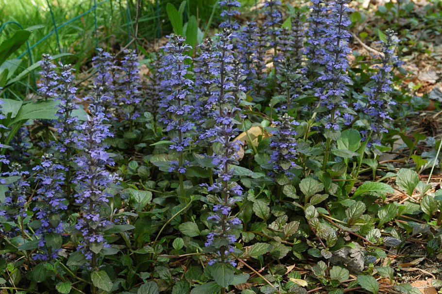 Живучка ползучая ajuga reptans