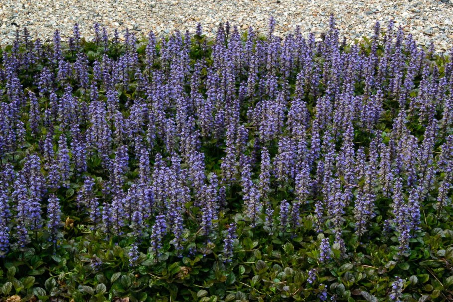 Живучка ползучая растение