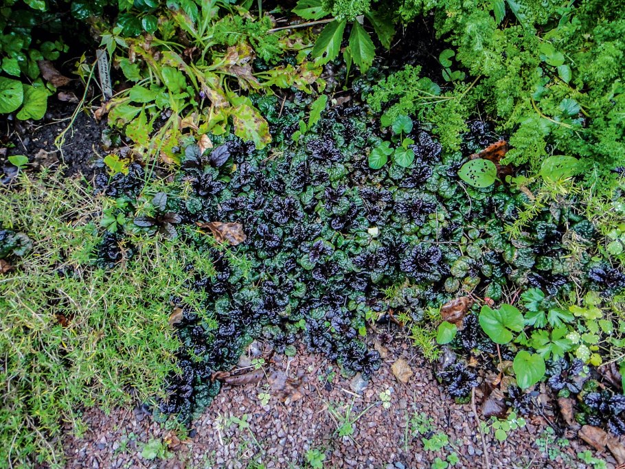 Вороника шикша