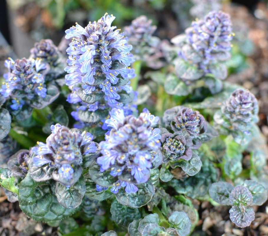 Живучка ползучая Metallica crispa