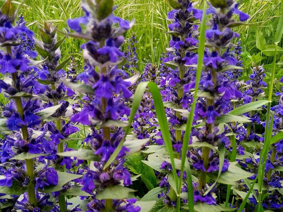 Губоцветные живучка