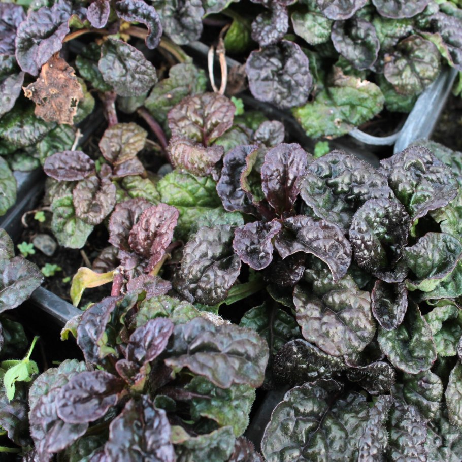 Живучка ползучая красная