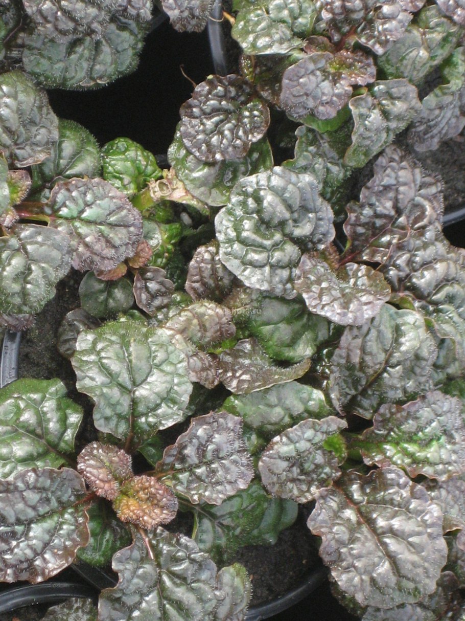 Живучка металлика криспа