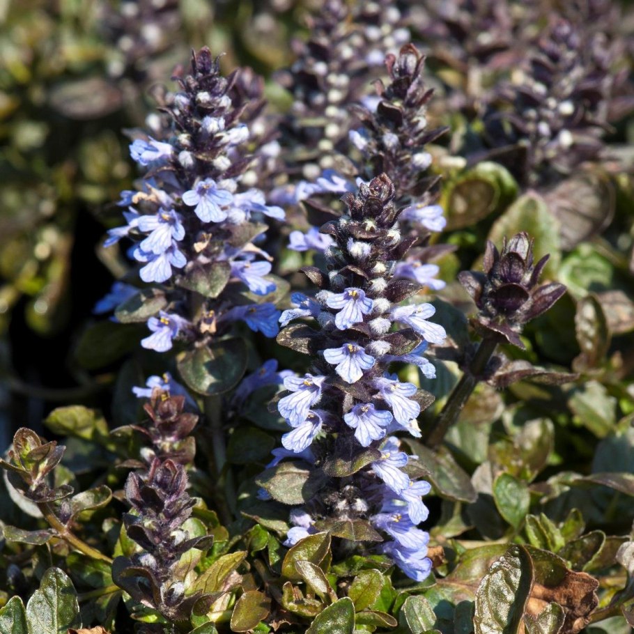 Живучка Туркестанская