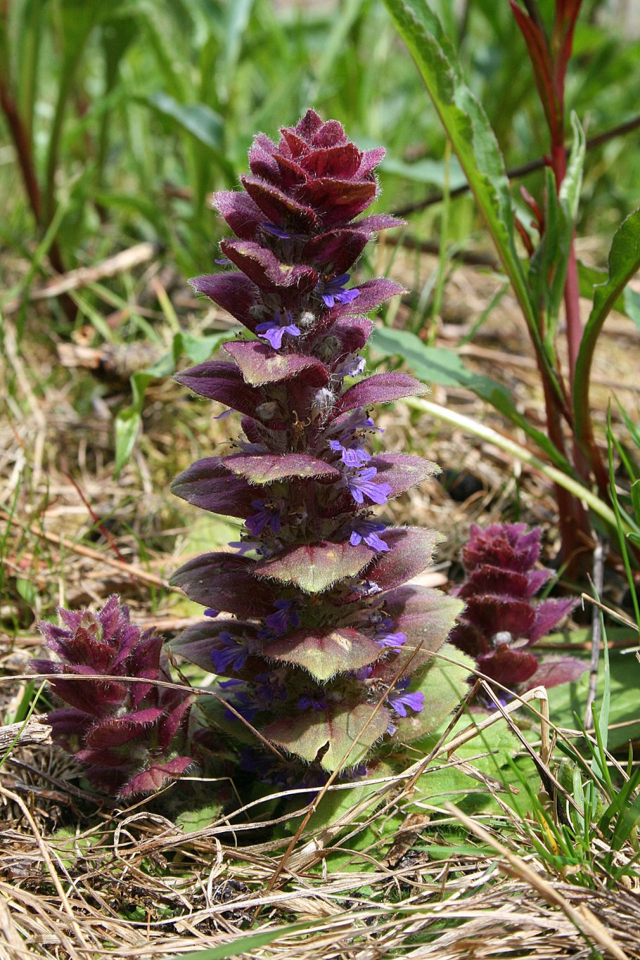Живучка пирамидальная - Ajuga pyramidalis