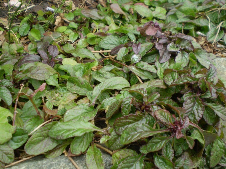 Ajuga reptans строение