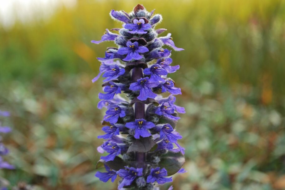 Живучка ползучая (Ajuga reptans)