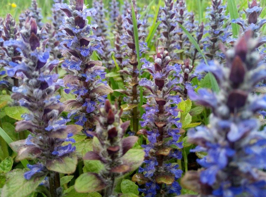 Живучка Женевская Хелена