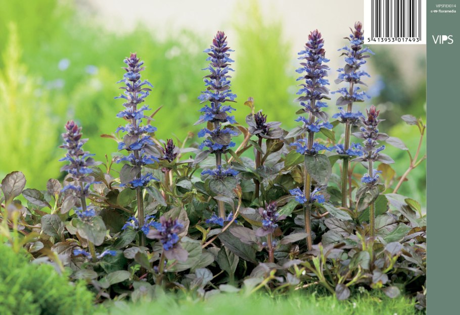 Живучка ползучая atropurpurea