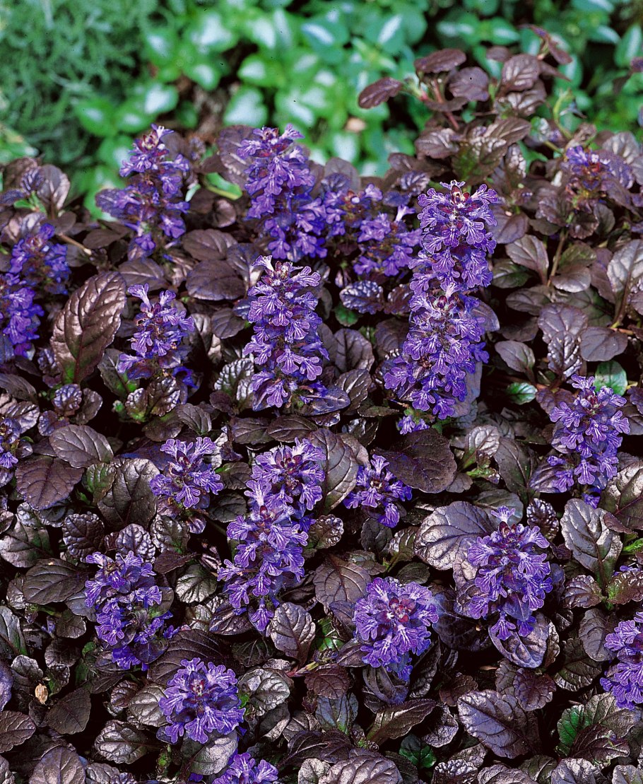 Живучка жабка